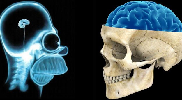 Cerebro de ateo y de creyente Cerebro de ateo y de creyente