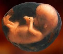 Niño en el seno materno Niño en el seno materno